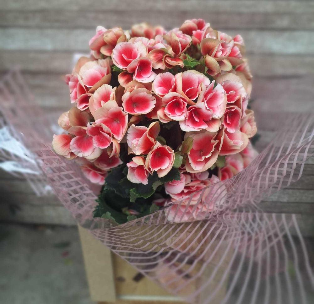 Begonias-(cachepot-de-madeira)