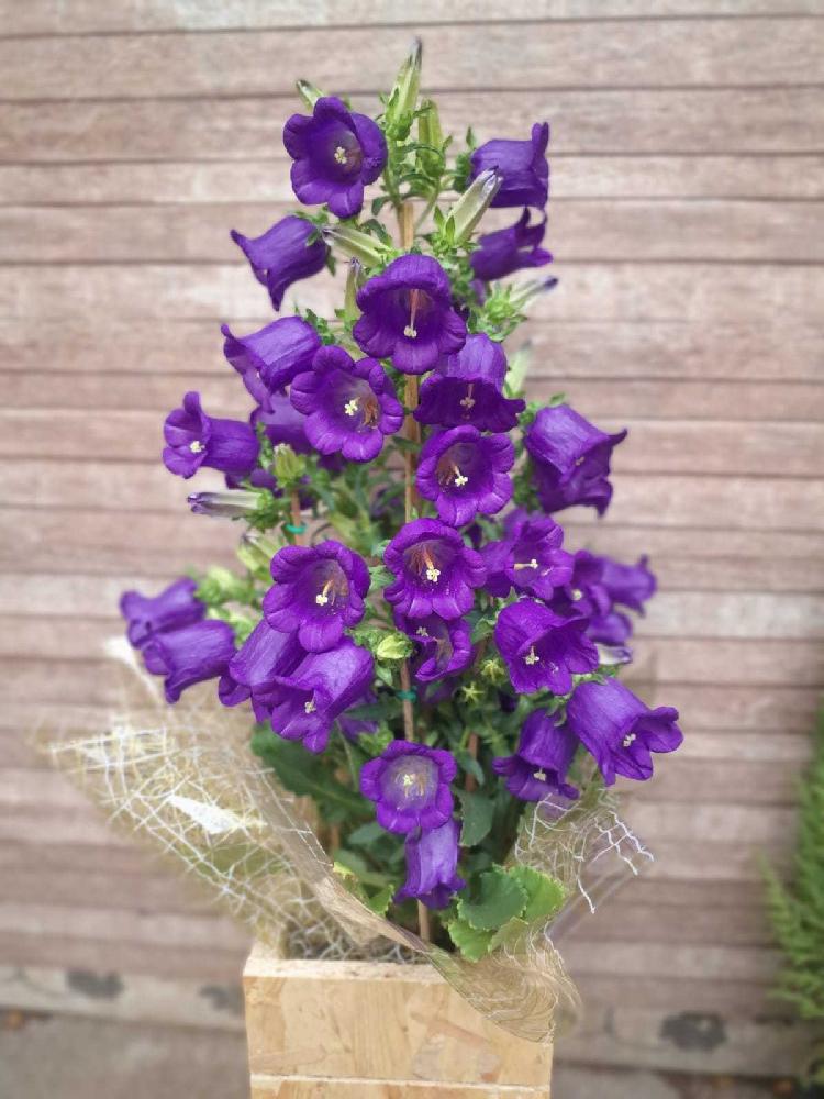 Campanula-(cachepot-madeira)